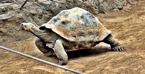 Flickriver: Most interesting photos from Russian Tortoise pool
