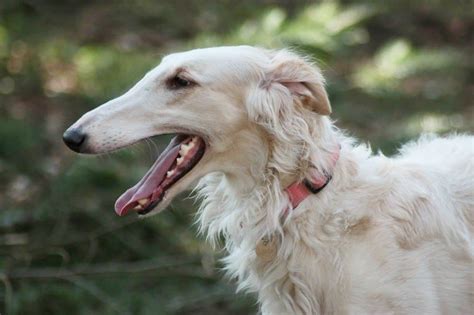 Borzoi Dog Breed Characteristics And Care