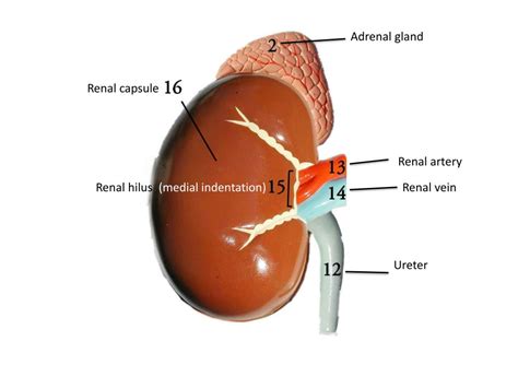 PPT - Renal capsule PowerPoint Presentation, free download - ID:2998332