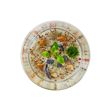 Акваріум з рибкою, Шар 5л, Akvas – купити онлайн на ROZETKA