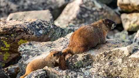 Long-Tailed Marmot | Animal Abundance