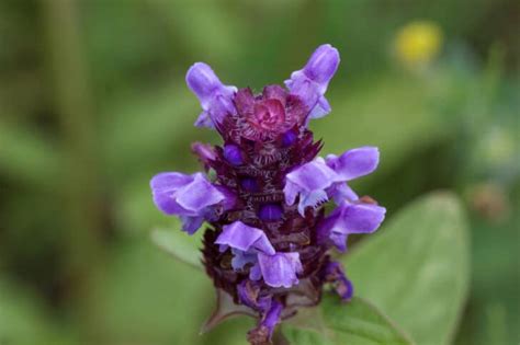 Growing Self Heal Plant For Your Homestead Medicine Cabinet