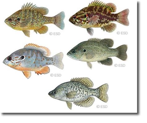 Lake Erie Fish Species Chart: A Visual Reference of Charts | Chart Master