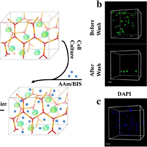 A Schematic Diagram Showing The Formation Of A Double Network Hydrogel