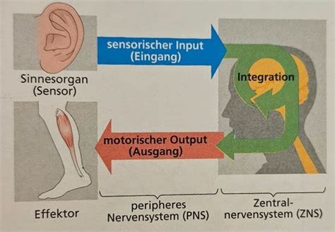 V 2 Nervensystem ZNS PNS Flashcards Quizlet