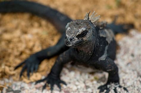 Iguana Marina Amblyrhynchus Cristatus Isla Seymour Norte Islas