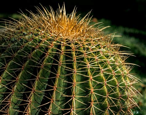 Fondos De Pantalla Luz De Sol Cactus Detalles Claridad Oscuridad