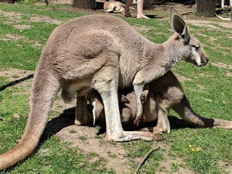 Amazing experience with the koalas! - Gorge Wildlife Park, Cudlee Creek ...