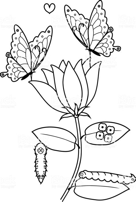 Butterfly Life Cycle Coloring Pages Printable