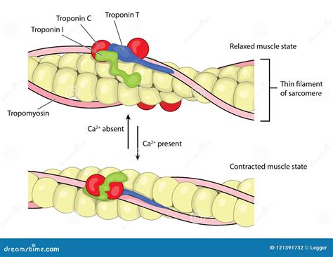 Muscle Contraction Vector Illustration | CartoonDealer.com #13281712