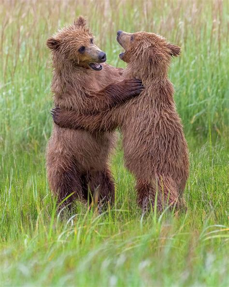 Coastal Brown Bear Cubs Play Fighting Photograph by David DesRochers ...