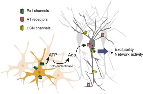 Mechanism Of Px Mediated Modulation Of Network Activity Schematic