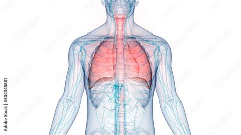 Human Respiratory System Lungs Anatomy Stock Illustration | Adobe Stock