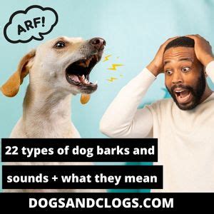 22 Types Of Dog Barks And Sounds + What They Mean (2023) – DogsAndClogs