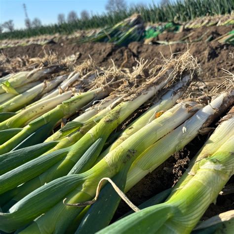 【旬の野菜】 | 矢切ねぎ 安川農園
