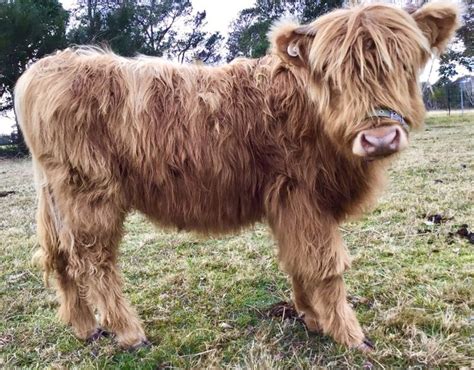 Miniature Highland Cattle Sale Miniature Highland Cattle Mini Cows