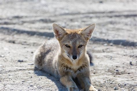 Zorro gris sudamericano Lycalopex griseus Zorro patagónico en las