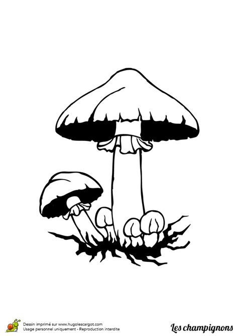 Coloriage Champignon Amanite Phalloide Sur Hugolescargot