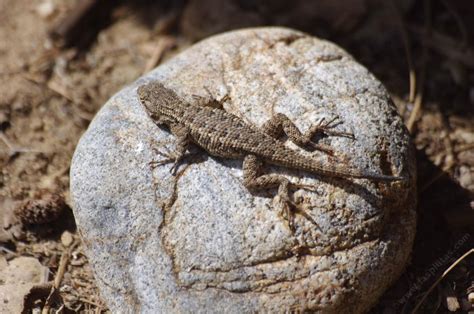 Western Fence Lizard