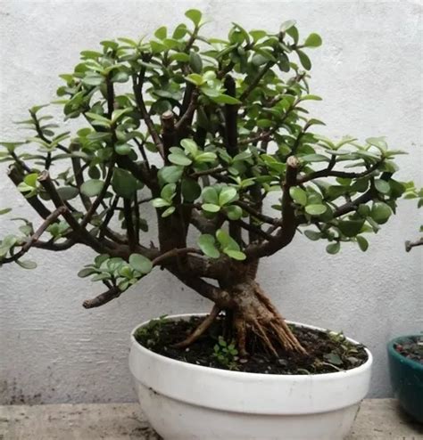 Bonsai Portulacaria Afra Rbol De La Abundancia En Venta En Lima Lima