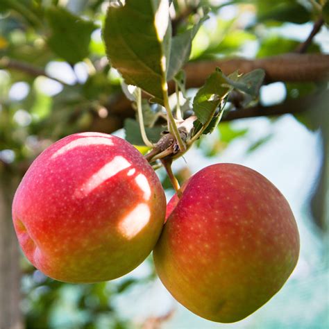 Arbre fruitier à planter Pommiers Malus domestica Reine Des Reinettes