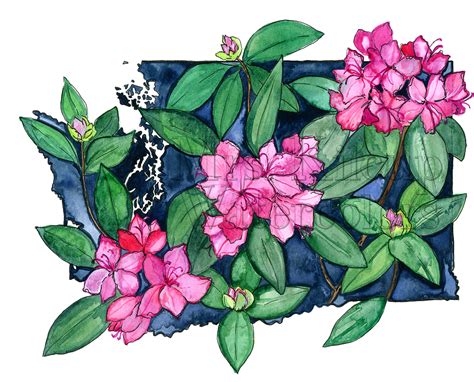 Washington State Flower Drawing