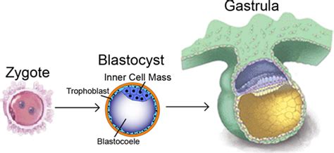 Blastocyst inner cell mass; Inner Cell Mass, Blastocyst