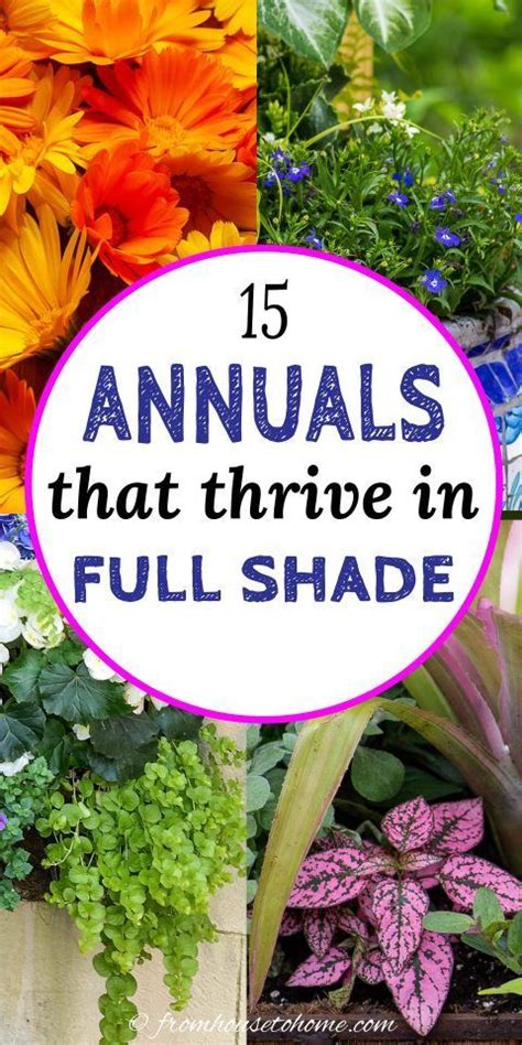 Best Shade Annuals 16 Flowers And Foliage Plants For Shade Artofit