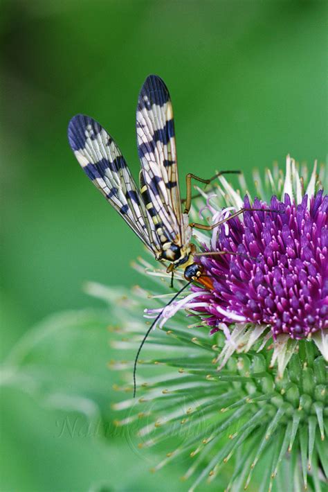 Photo Nature Lilliputienne Macrophotographies Panorpa Sp La Mouche