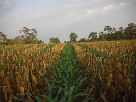 Semilla Nueva Guatemala The Story Of Corn Part 1 The Harvest