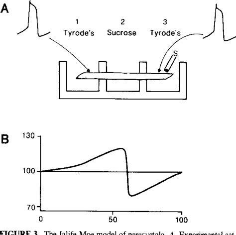 Figure 3 From The Links Between Basic And Clinical Cardiac