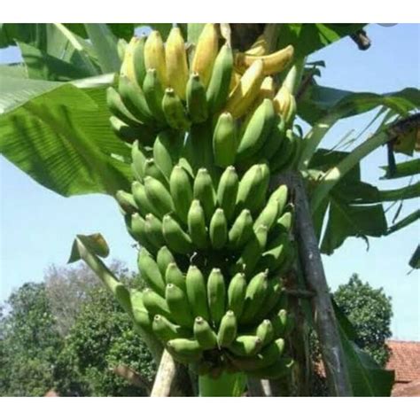 Jual Bibit Pohon Pisang Raja Sereh Shopee Indonesia