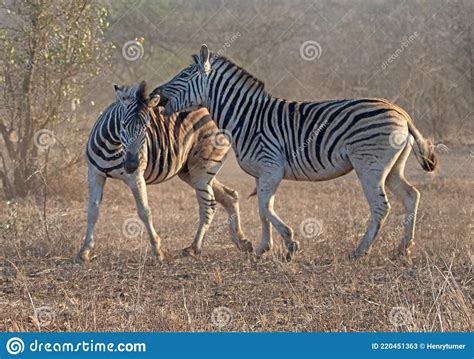 Two Zebra Stallions Equus Quagga Fighting And Biting Each Other