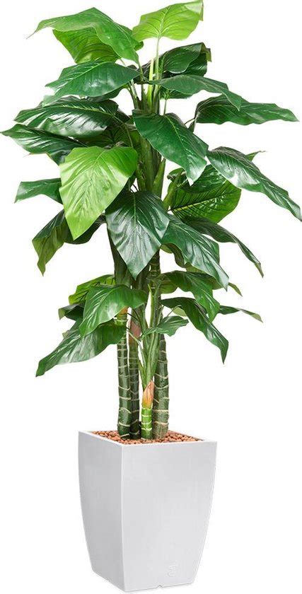 Htt Kunstplant Philodendron In Genesis Vierkant Wit H Cm Bol