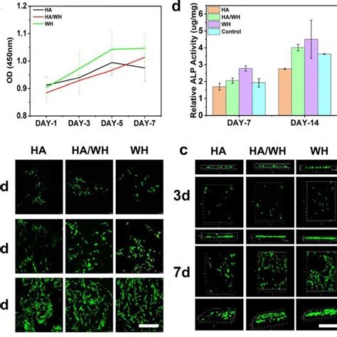 Viability Of BMSCs Being Cultured On Different Scaffolds A The