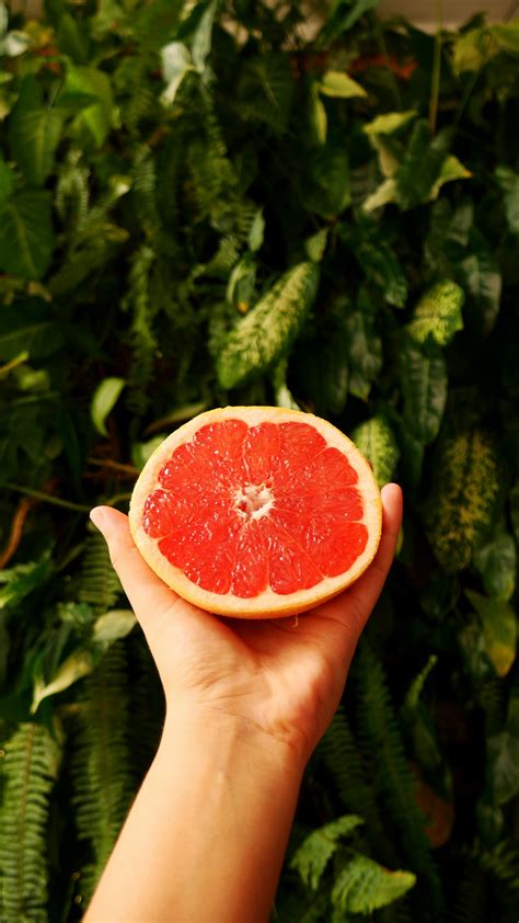 Slice Grapefruit · Free Stock Photo