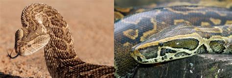 9 Common Types Of Snakes Found In The Congo Nature Blog Network