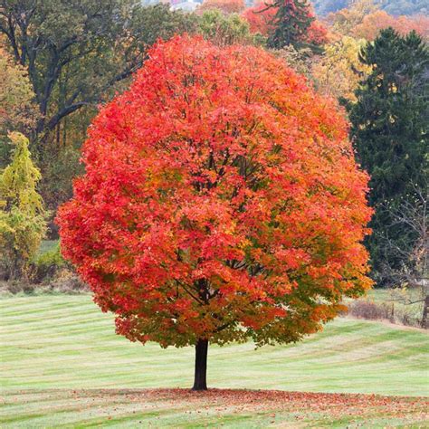 27 Best Trees To Plant In Indiana Common Native Varieties