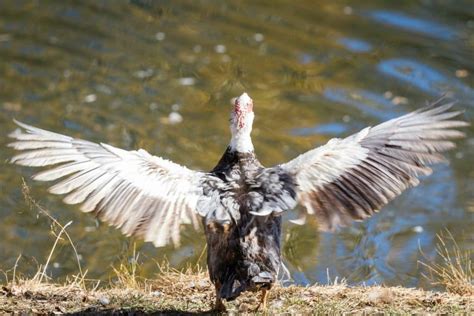 Muscovy Duck Symbolism | Muscovy As a Spirit Animal | Earth Life