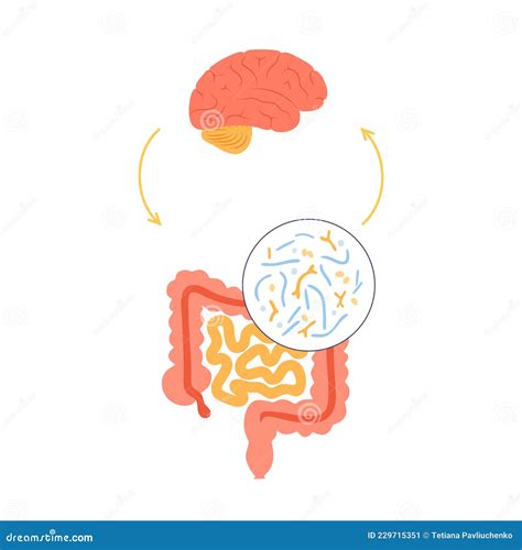 Gut Brain Connection Cartoon Vector | CartoonDealer.com #229715351
