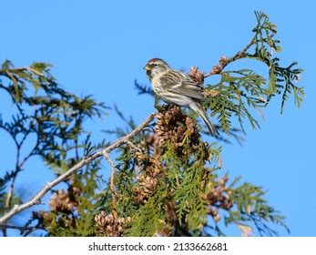 206 Redpoll nest Images, Stock Photos & Vectors | Shutterstock