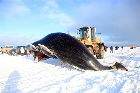 In Whale Hunt Eskimos Use Modern Tools To Satisfy Tradition The New