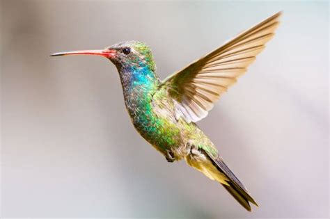 6 Hummingbirds in Wisconsin (With Pictures)