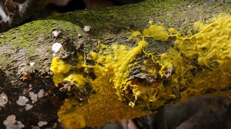 Yellow Slime Mold Caught Feeding On Its Prey In Fascinating Timelapse Video — Rt Viral