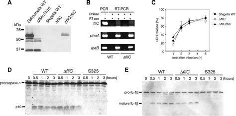 Flagellin Independent Caspase Activation And Pyroptosis In