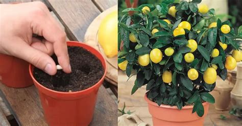 Limones En Casa Paso A Paso Cómo Plantar Un Limonero En Tu Balcón Y Cómo Cultivarlo