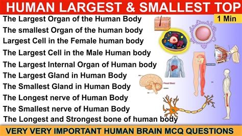 Largest And Smallest Human Body Parts Facts About Human Body