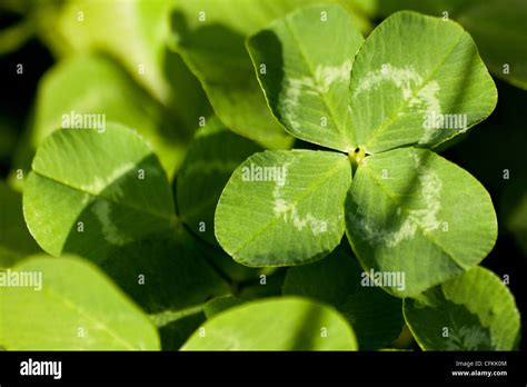 Vierbl Ttrige Kleebl Tter Stockfotos Und Bilder Kaufen Alamy