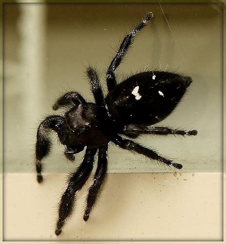 Black Spider With White Markings And Green Fangs Phidippus Audax