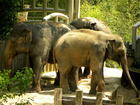 Kandula 8 Year Old Asian Elephant With Mom Shanthi And Amb Flickr